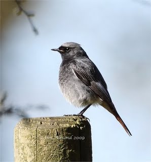 Grasshopper Warbler